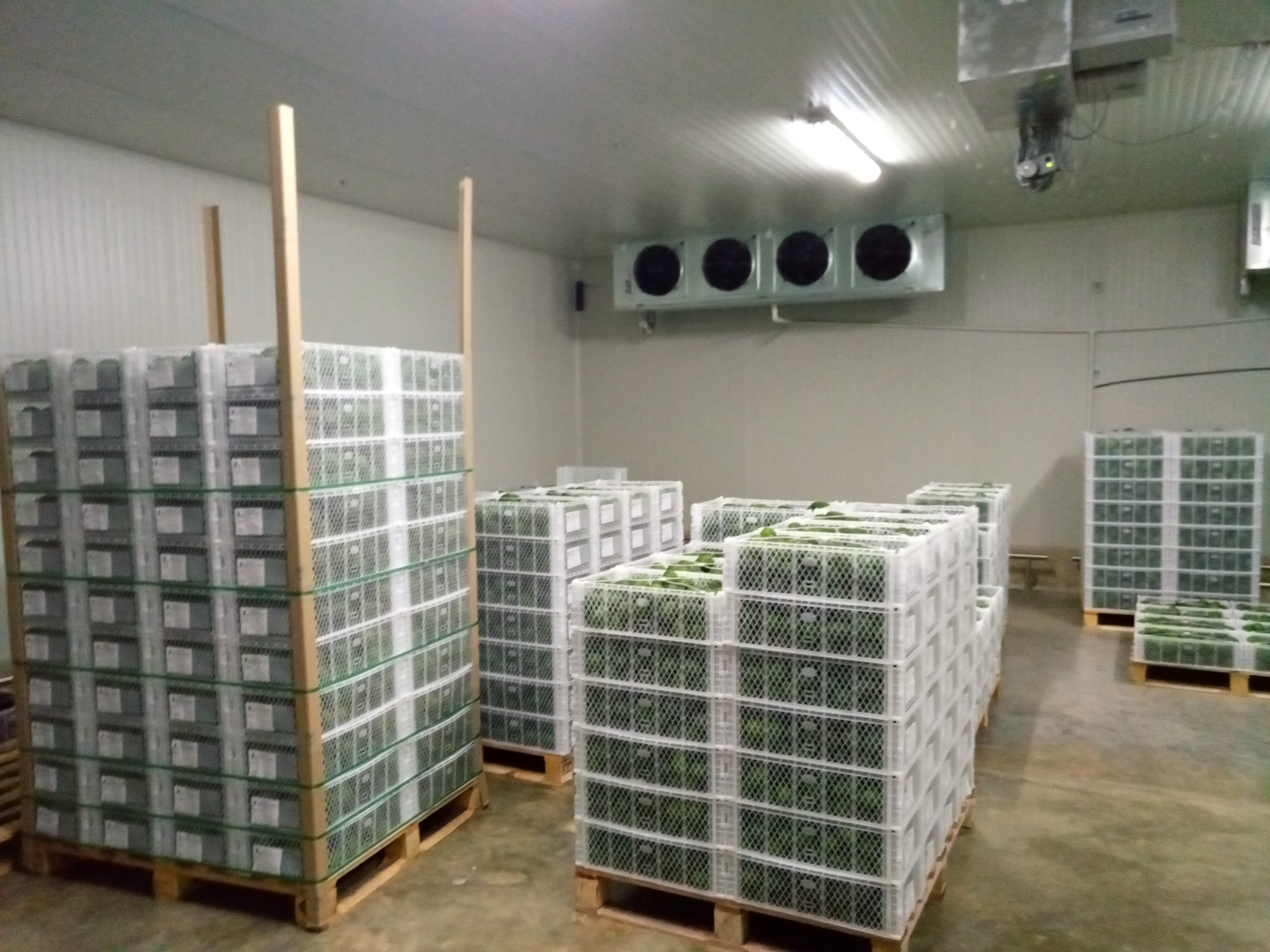 Fruta fresca Dorado División